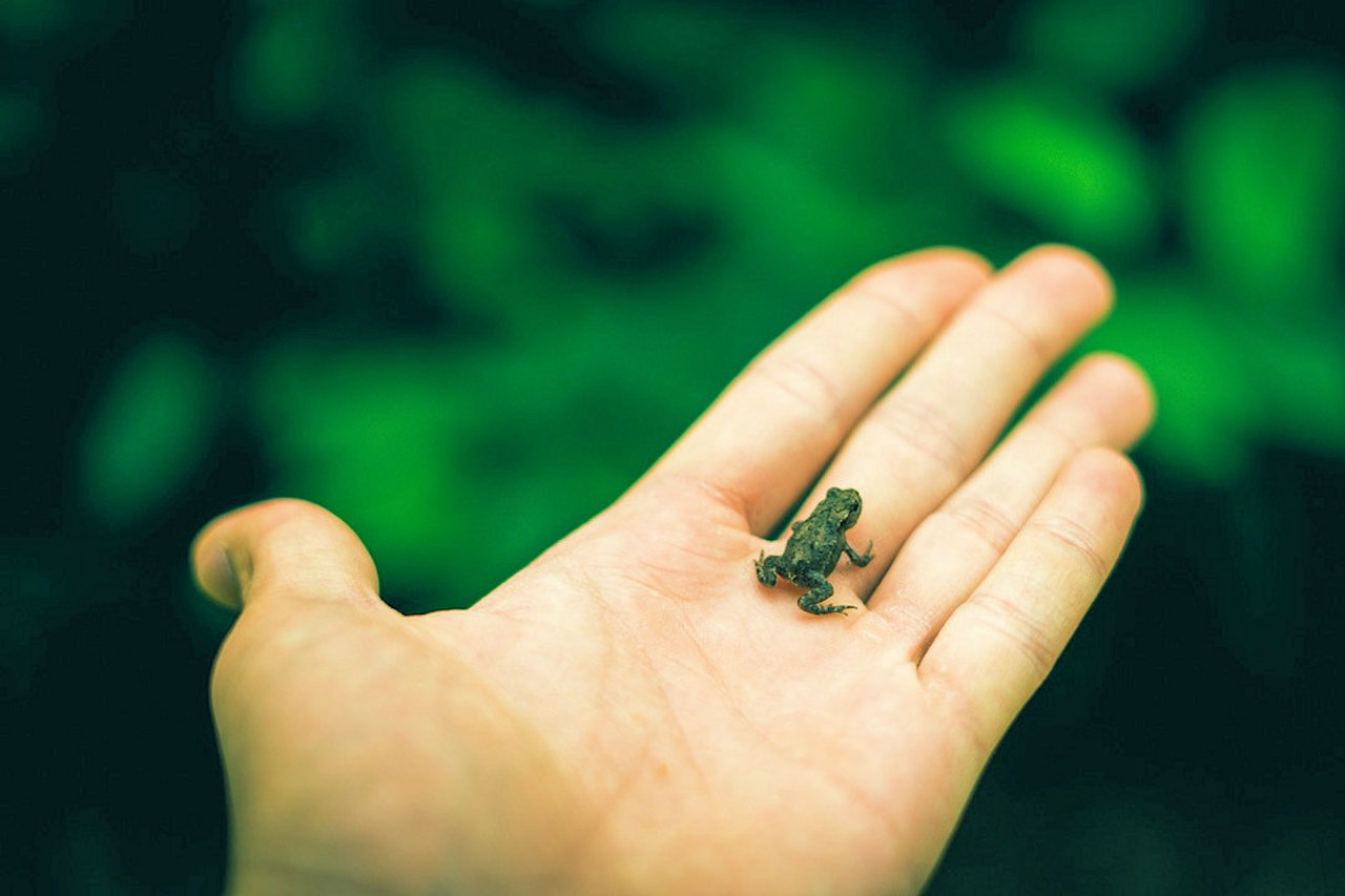 Entwicklungsförderung